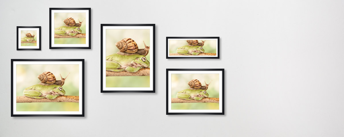 Escargot sur grenouille