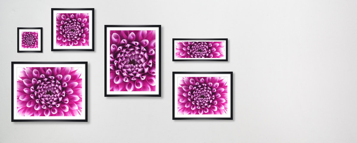 Photos dahlias