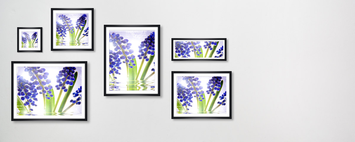 Photos de fleurs bleues