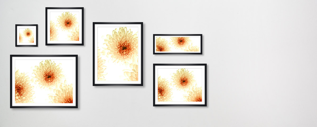 Photo florale chrysanthèmes