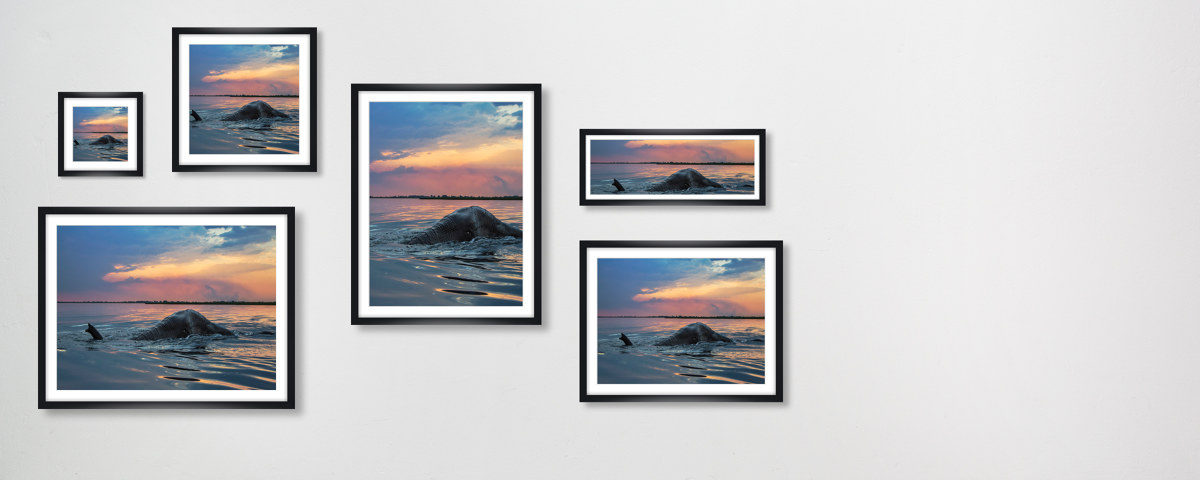 Bild Elefant im Wasser