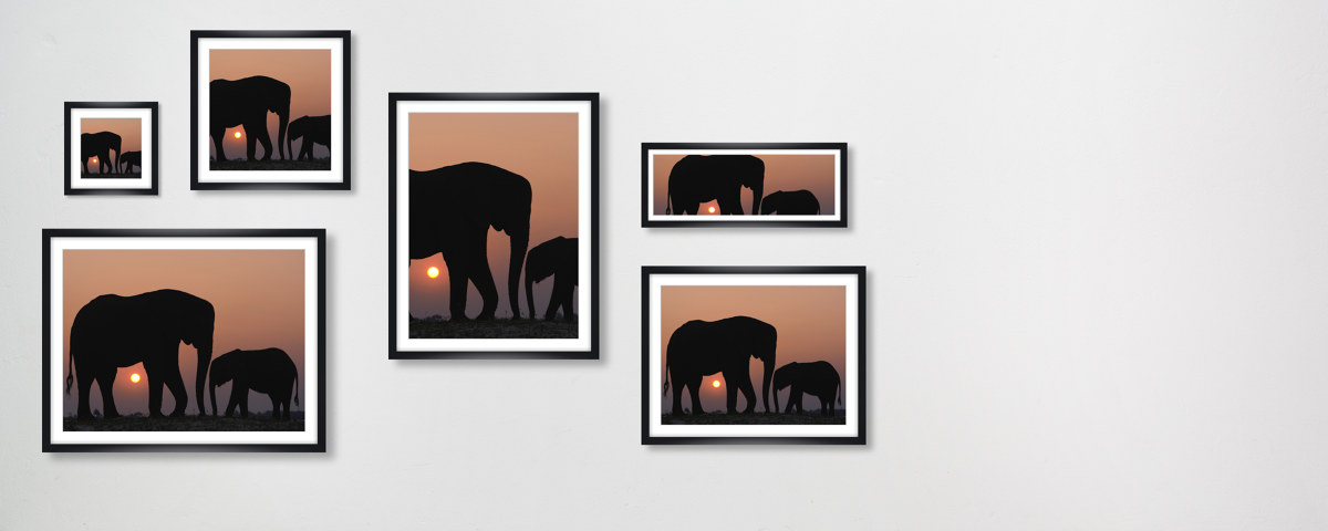 Tiere im Sonnenuntergang