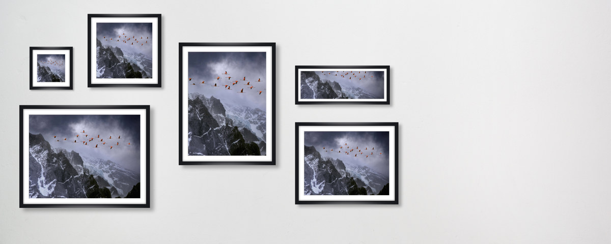 Photos de flamand rose