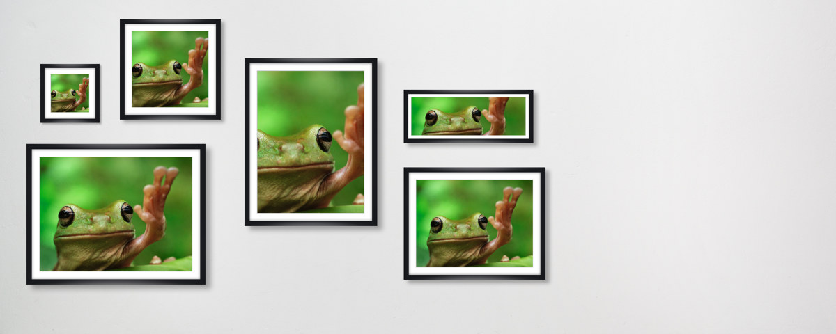 Frosch Bild