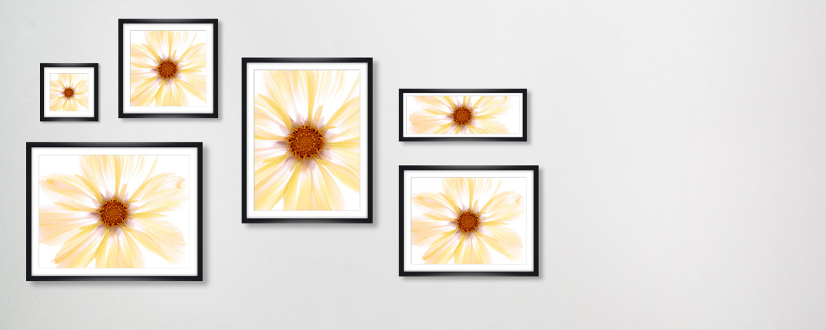 Photos de fleurs jaunes