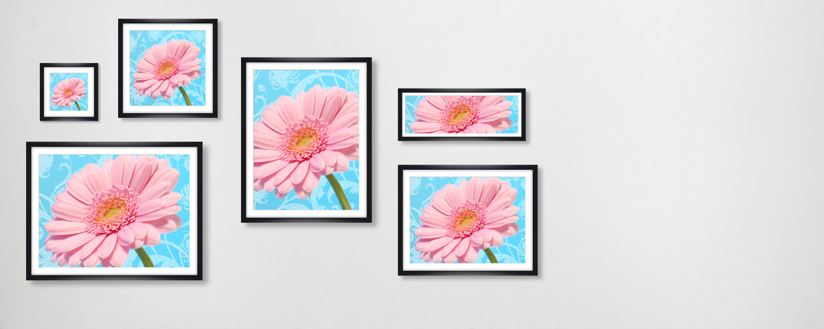 Gerbera Bild