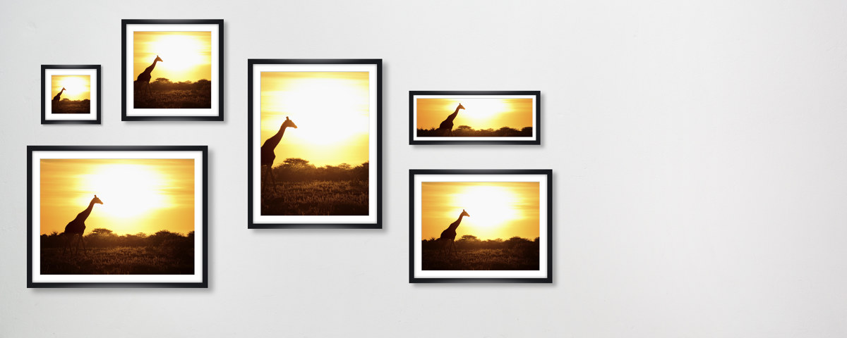 Giraffe im Sonnenuntergang