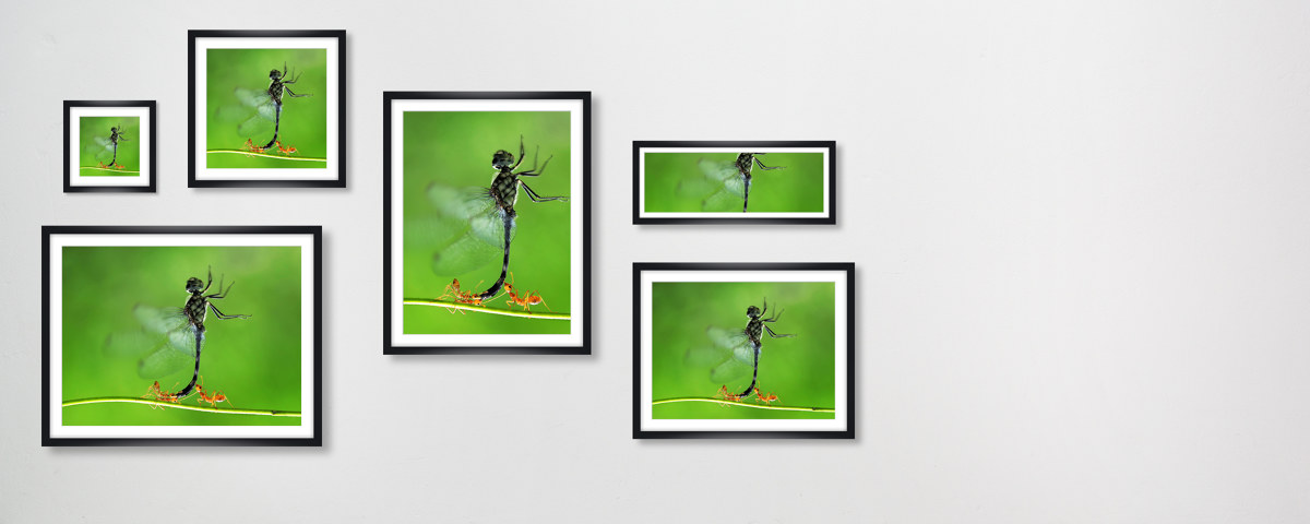 Insekten Bilder