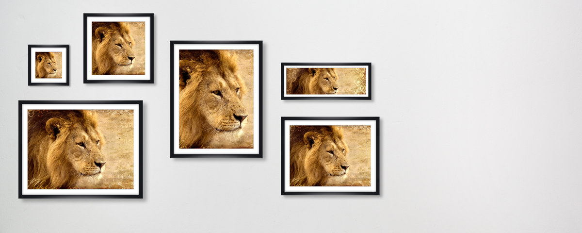 Photos de lions