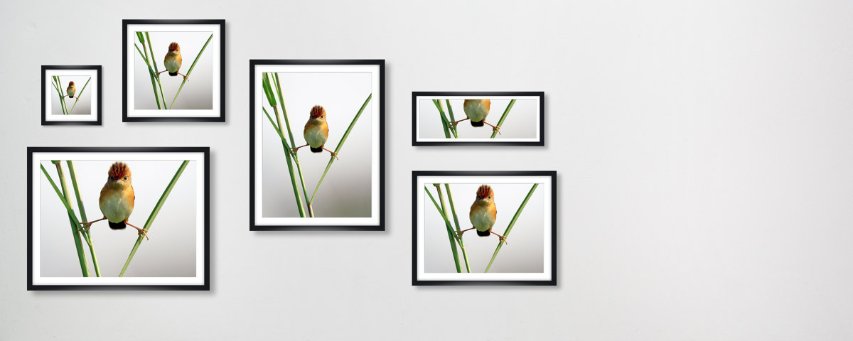 Photo d'oiseau amusant