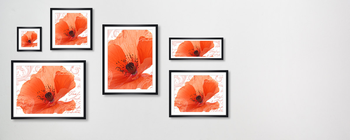 Photos de coquelicot