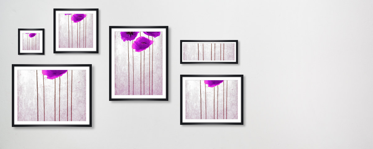 Photo de coquelicots