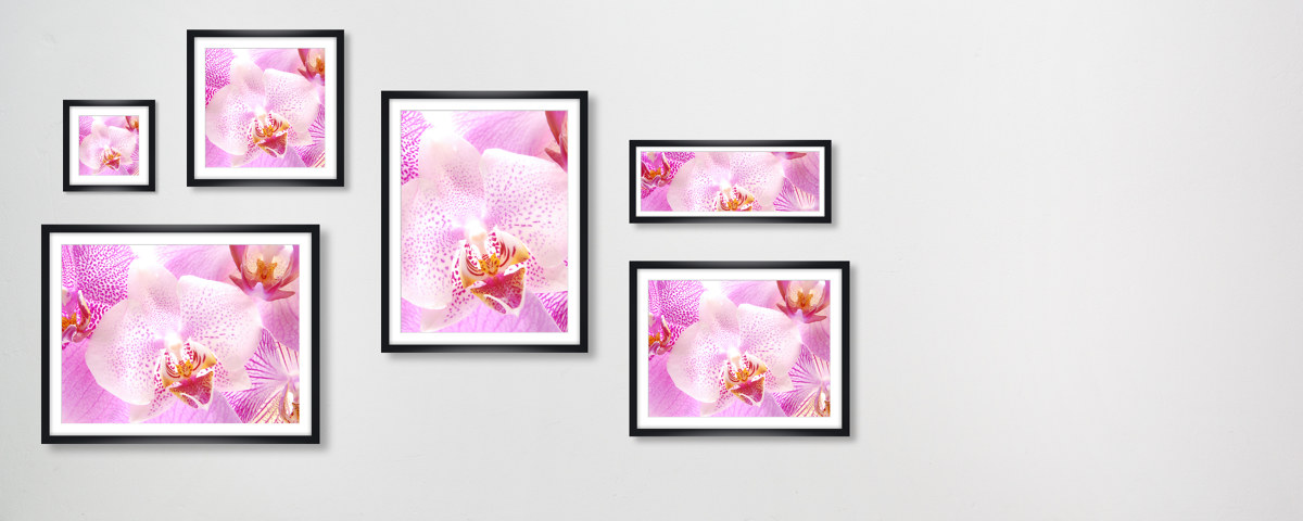 Orchidee Bilder
