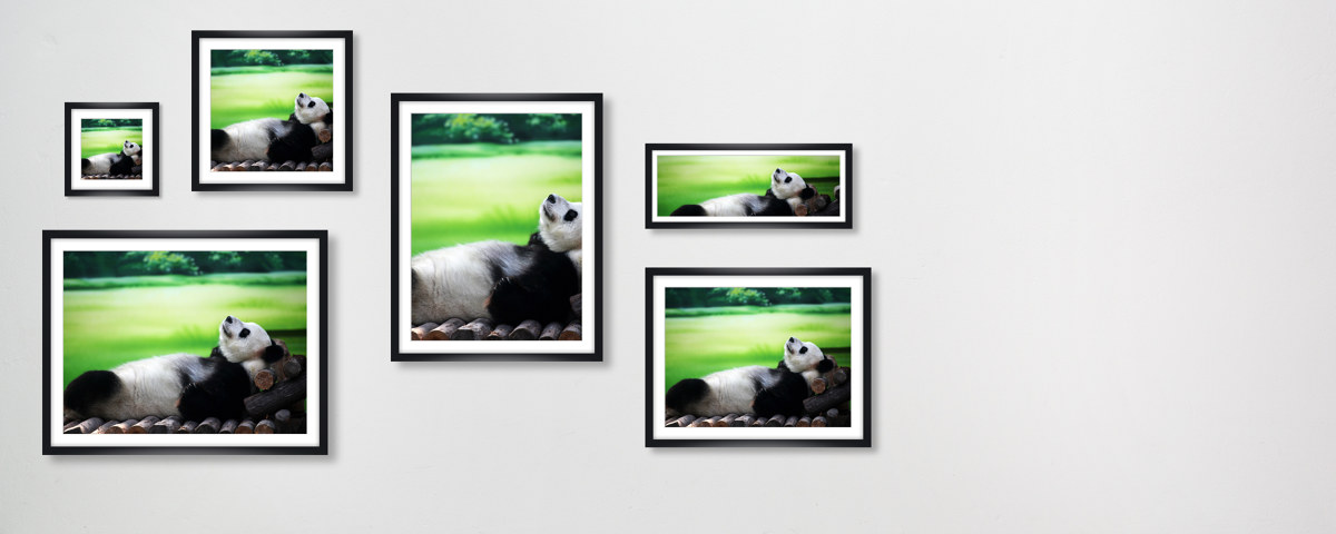 Panda Bild
