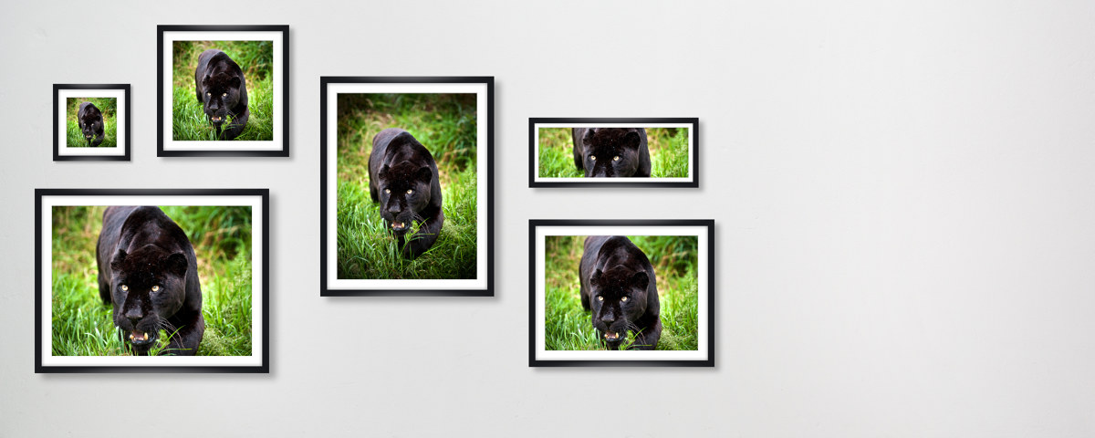 Panther Bilder
