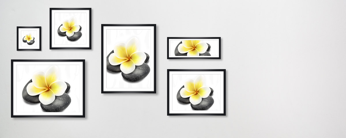 Plumeria Bild