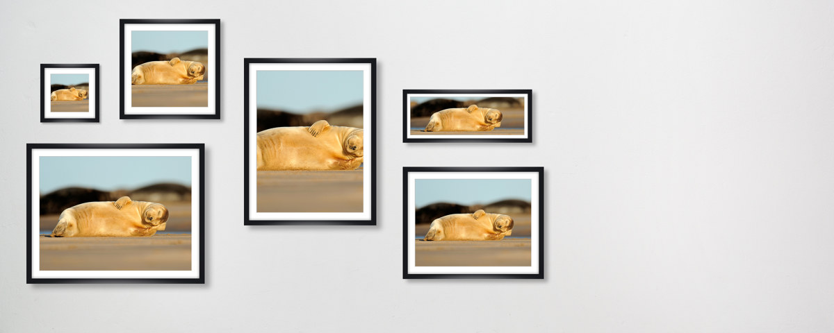 schlafende Robbe Foto