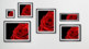 Rose Bild