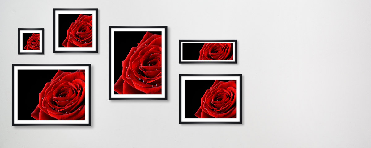Rose Bild