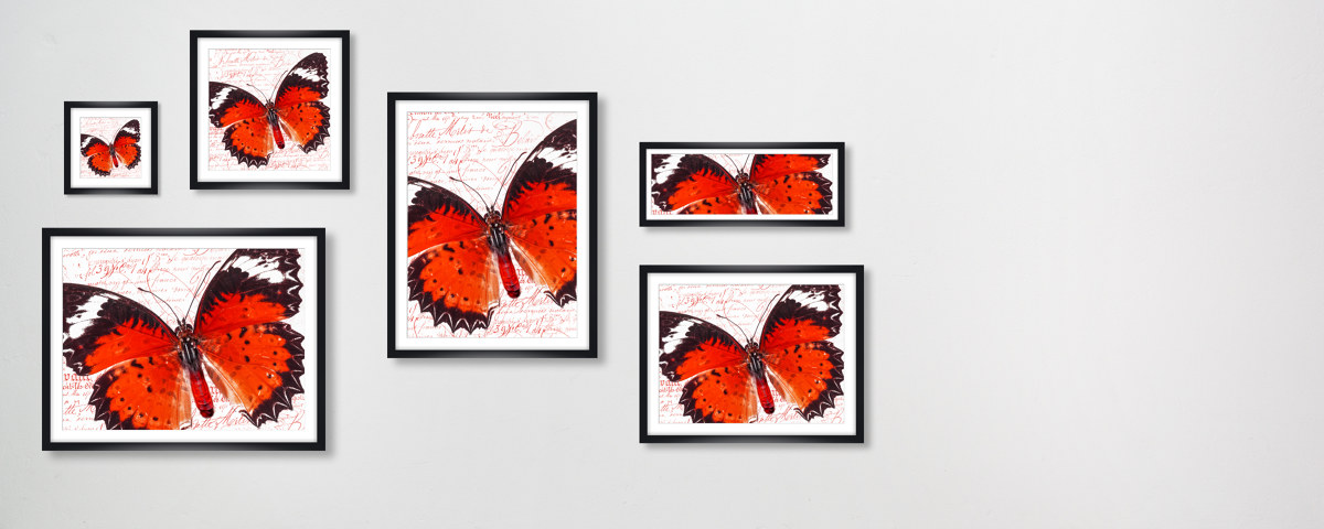 Schmetterlingsbilder