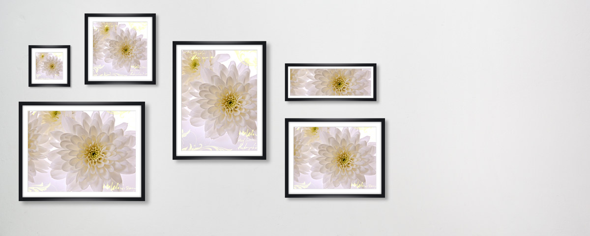 Weiße Blumen Bilder