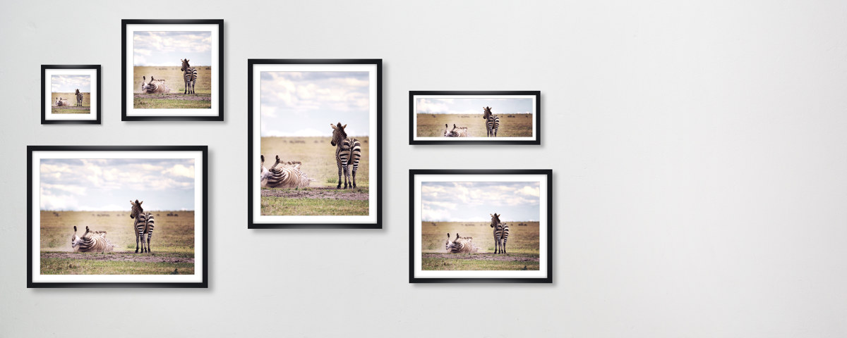 Photographie de zèbre