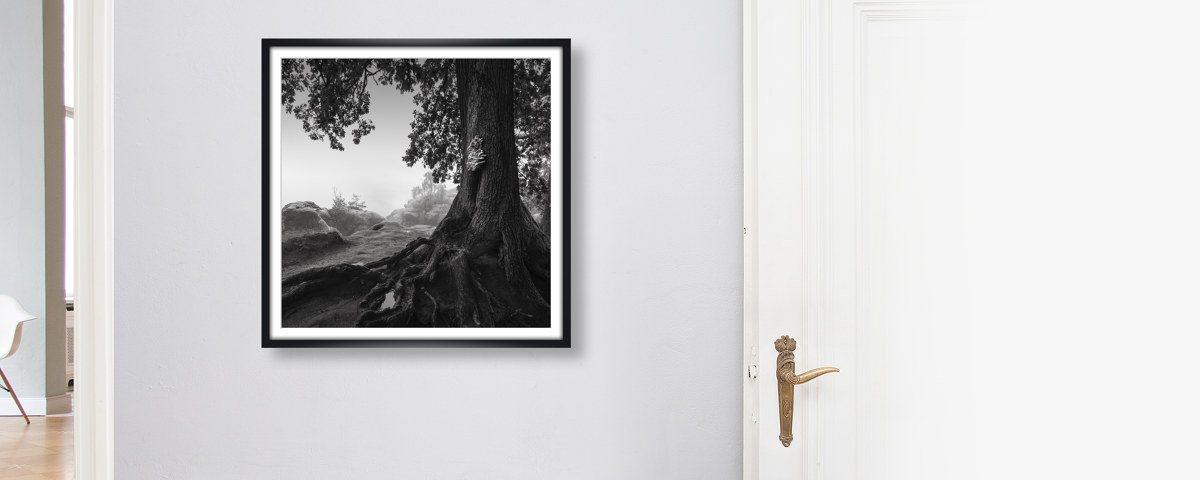 Alte Eiche - Saechsische Schweiz