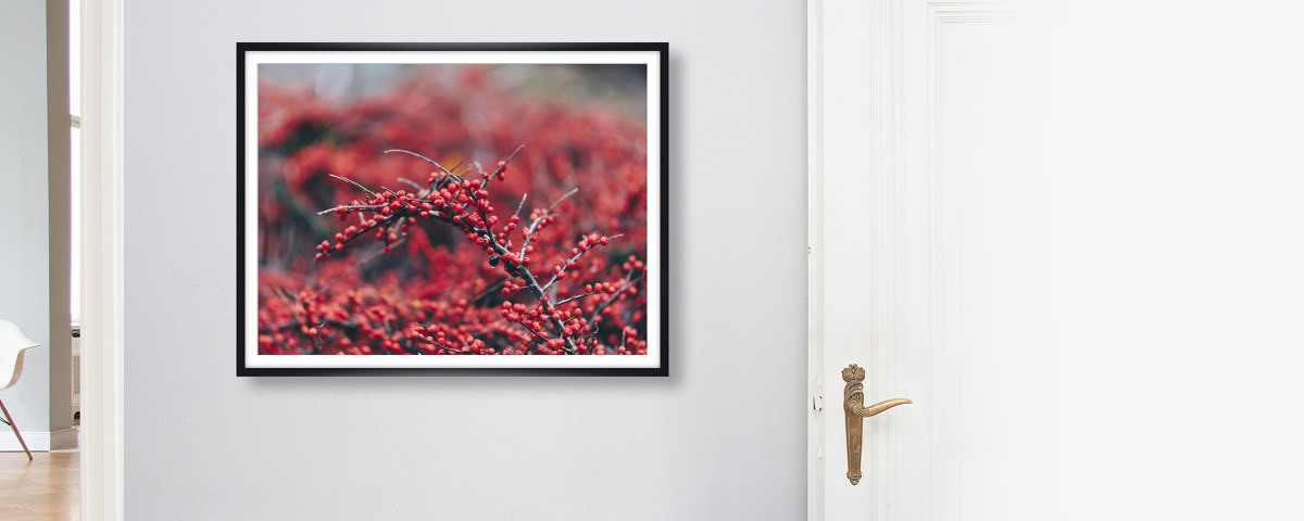 Beerenstrauch im Winter mit roten Beeren