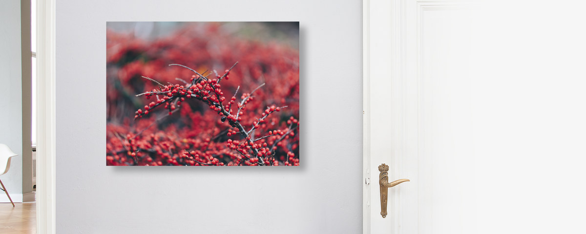 Beerenstrauch im Winter mit roten Beeren