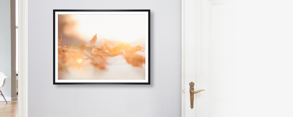 Buchenlaub in leuchtendem Sonnenuntergang