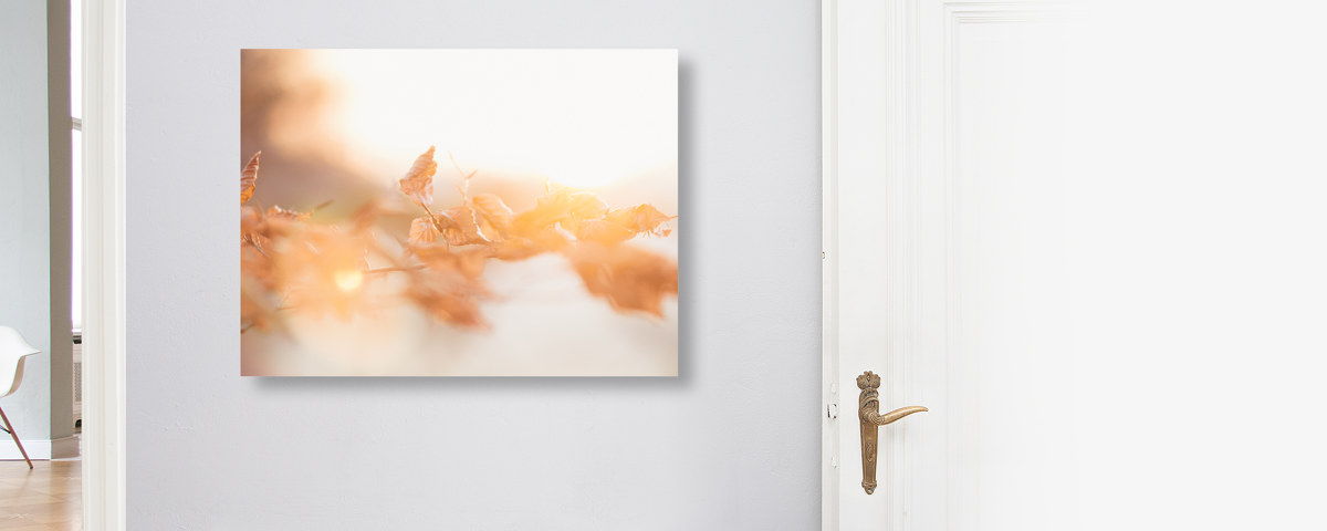 Buchenlaub in leuchtendem Sonnenuntergang