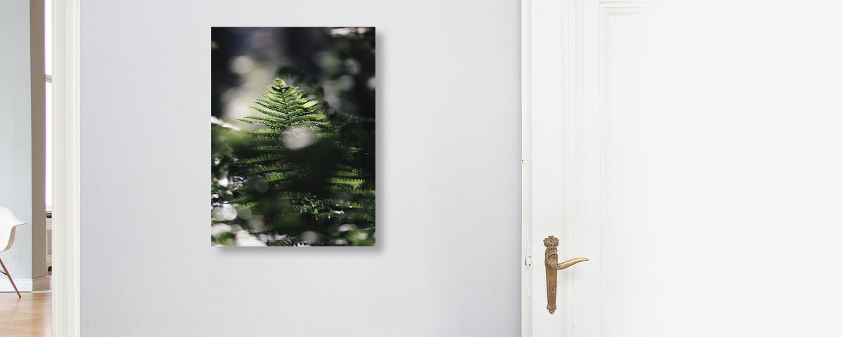 Farn in der Fruehlingssonne