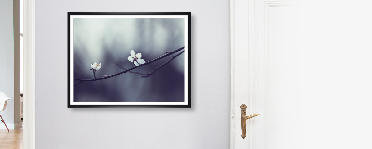 Fruehlingskirschblueten