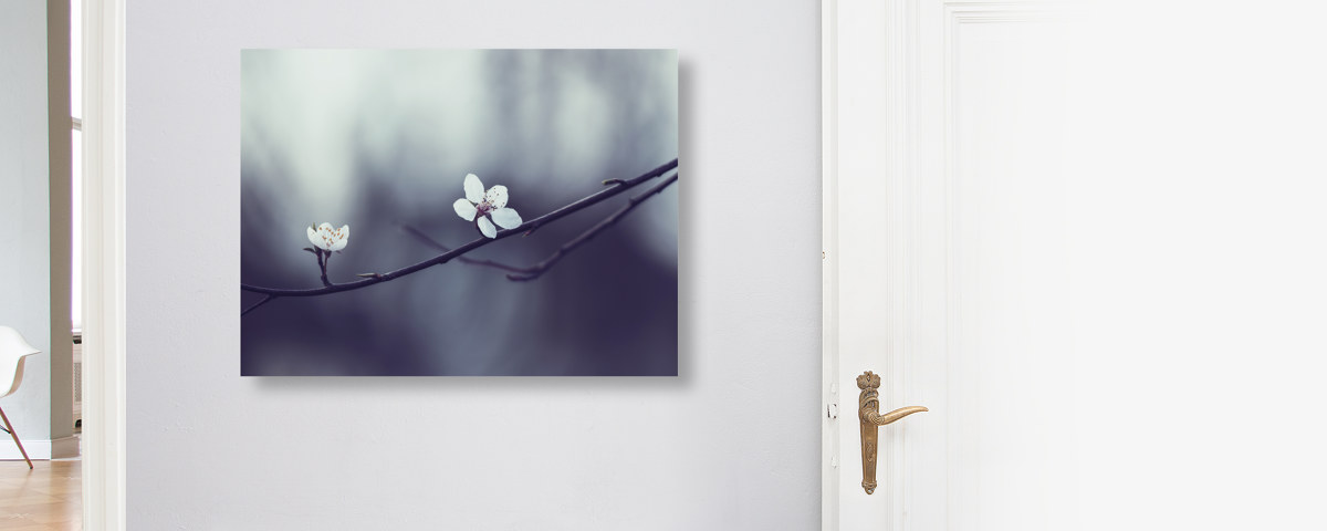 Fruehlingskirschblueten