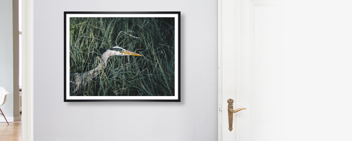 Graureiher auf der Pirsch