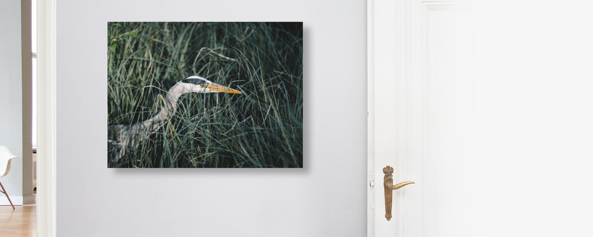 Graureiher auf der Pirsch