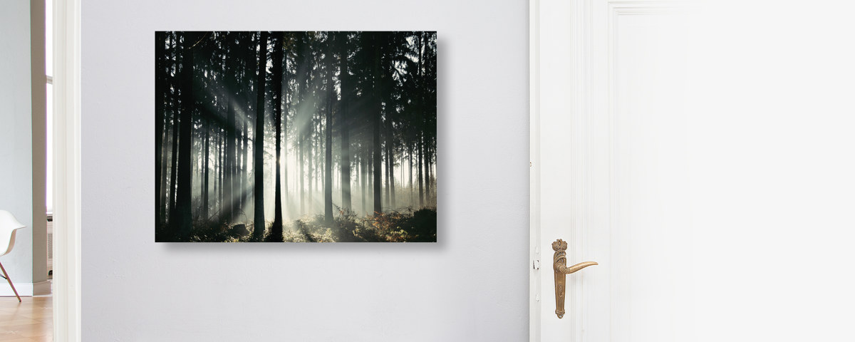 Lichtstrahlen im Teutoburger Wald