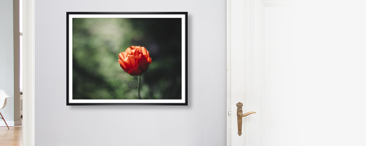 Mohnbluete im Lichtschein der Sonne