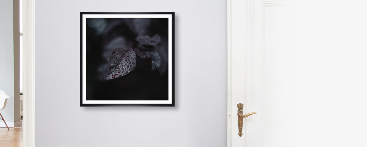 Regentropfen auf Kirschbaumlaub