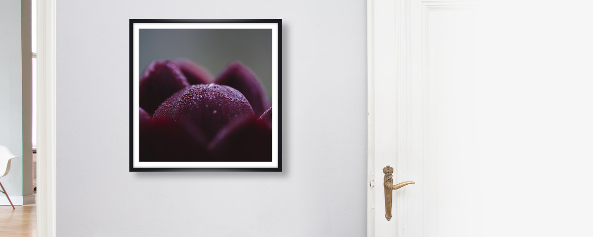 Dunkelrote Dahlienbluetenblaetter