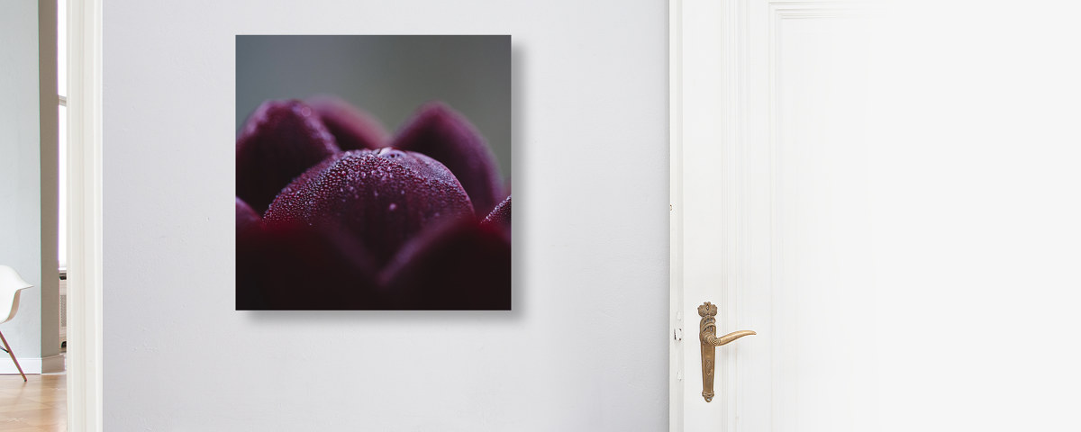 Dunkelrote Dahlienbluetenblaetter