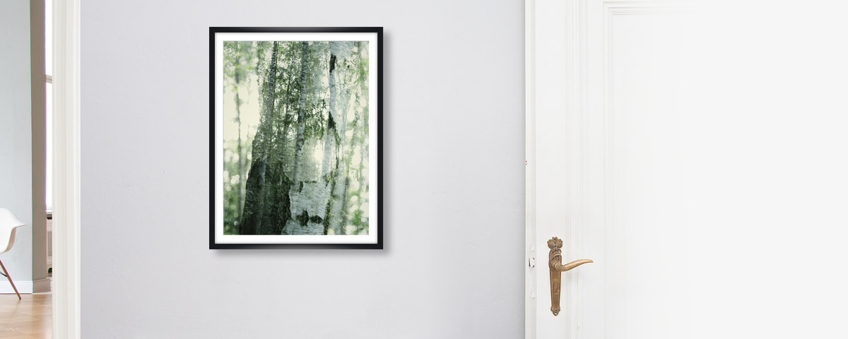 Durchleuchtete Birken im Doppel