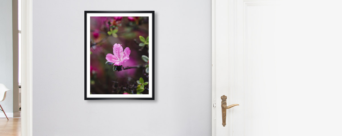 Rosa Bluete der Azalea