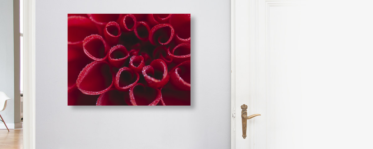 Rote Dahlienbluete mit Wasserperlen