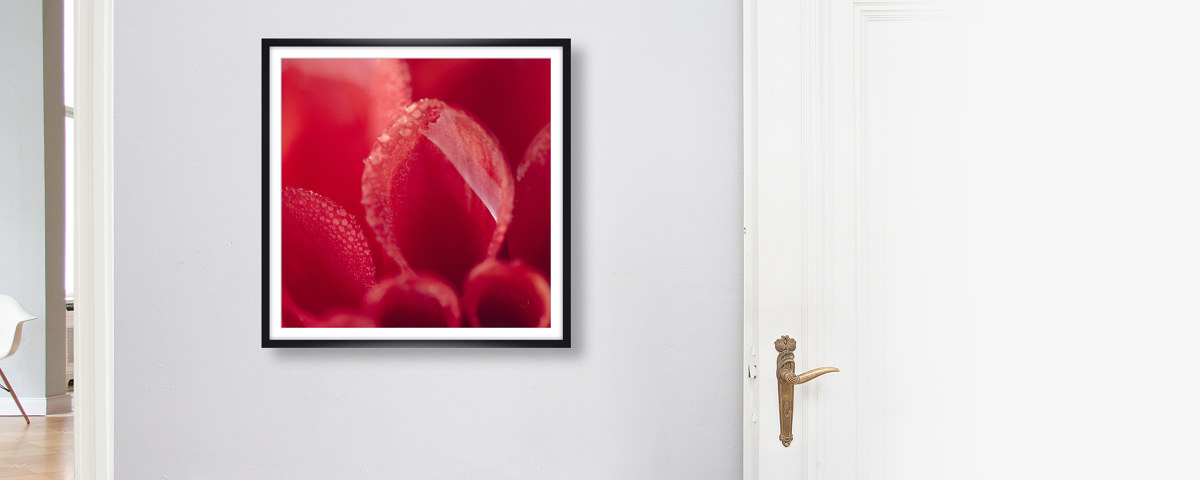 Rotes Dahlinebluetenblatt mit Morgentau