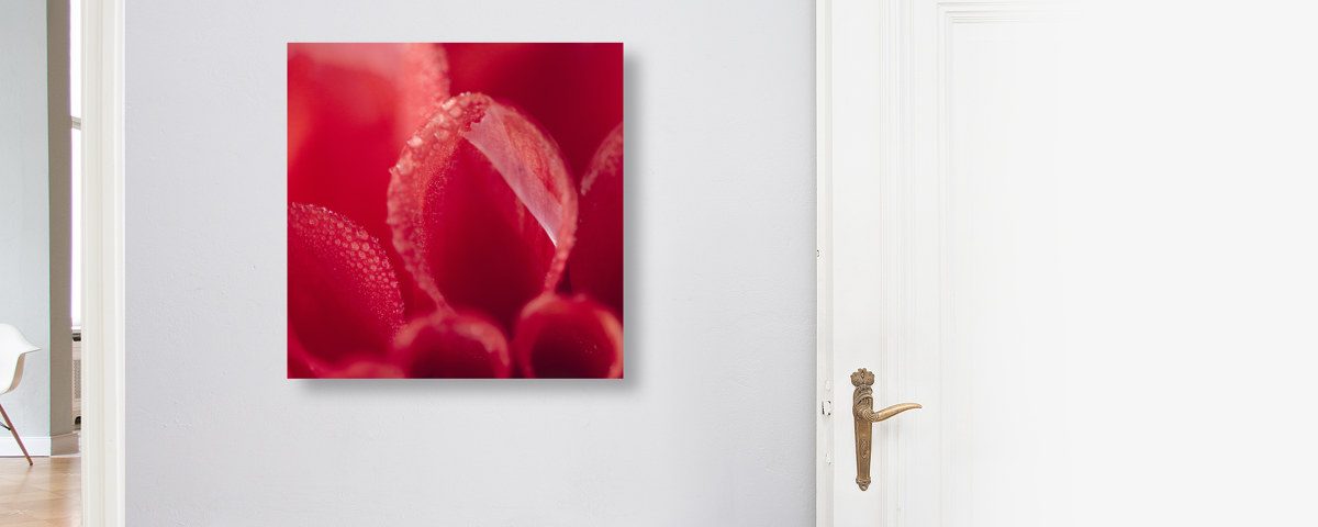 Rotes Dahlinebluetenblatt mit Morgentau