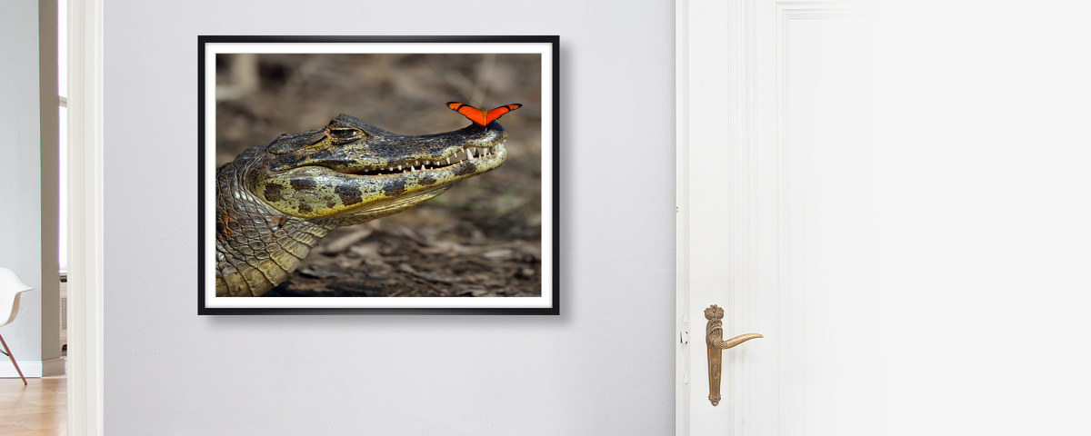 Alligator Bild