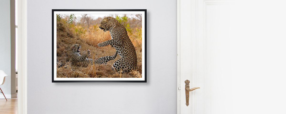 Bild Leoparden