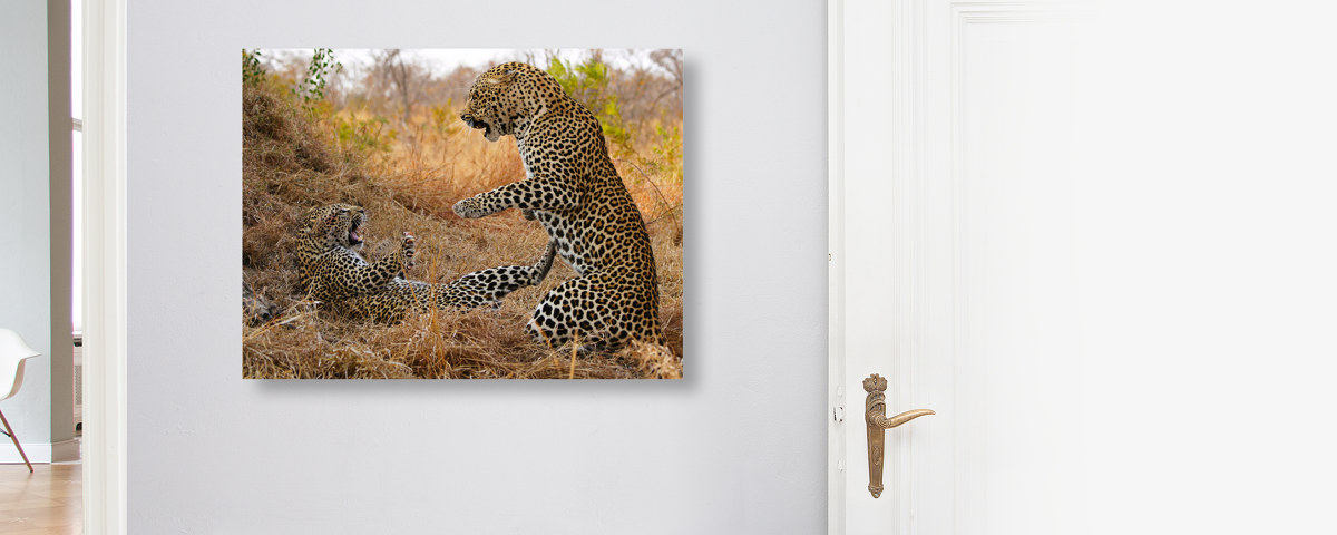 Bild Leoparden