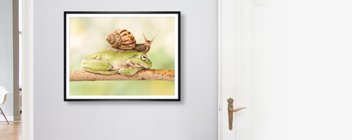 Schnecke auf Frosch